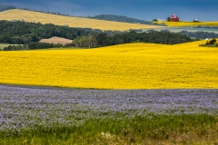 28-Flax and Canola